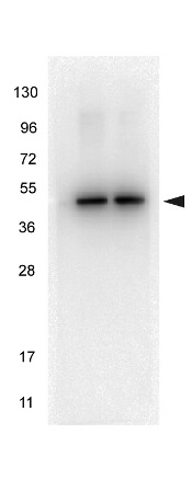 Anti-alpha-Tubulin Monoclonal Antibody - Western Blot