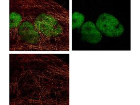 Immunofluorescence Microscopy - alpha-Tubulin Monoclonal Antibody -