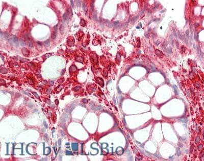 Immunohistochemistry of Mouse anti-Alpha-Tubulin antibody