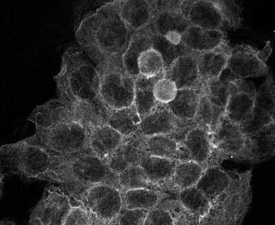 Immunofluorescences of Mouse monoclonal anti-Alpha Tubulin antibody