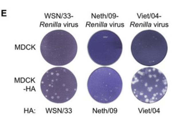 Plaque formation assay of Anti-H5N1 Antibody