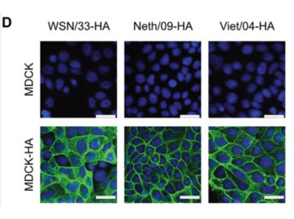 Immunofluorescence of Anti-H5N1 Antibody