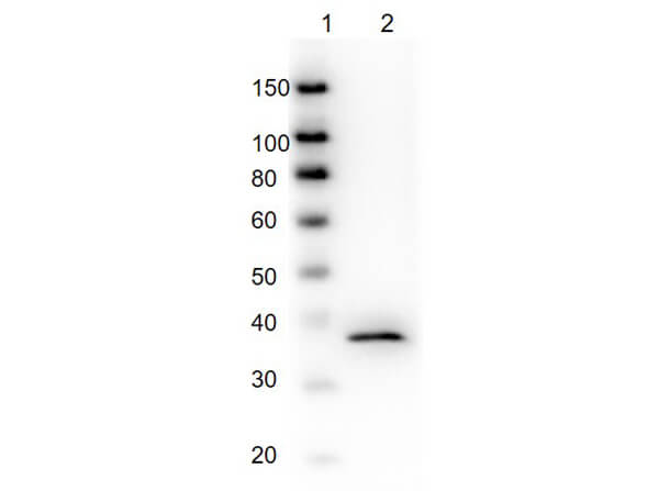 Western Blot of Mouse Anti-GAPDH Antibody