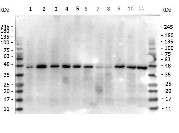 Mouse anti-beta Actin