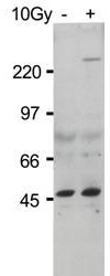 Anti-ATM Monoclonal Antibody - Western Blot