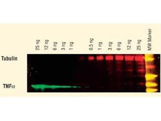 Two-color Western Blot - TNFα and Tubulin