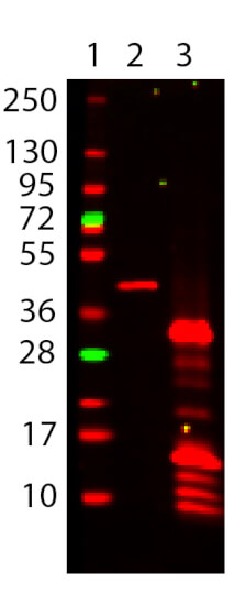 6X His Tag Antibody DyLight™ 649