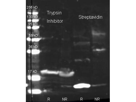 Anti Streptavidin Polyclonal Antibody-Western Blot