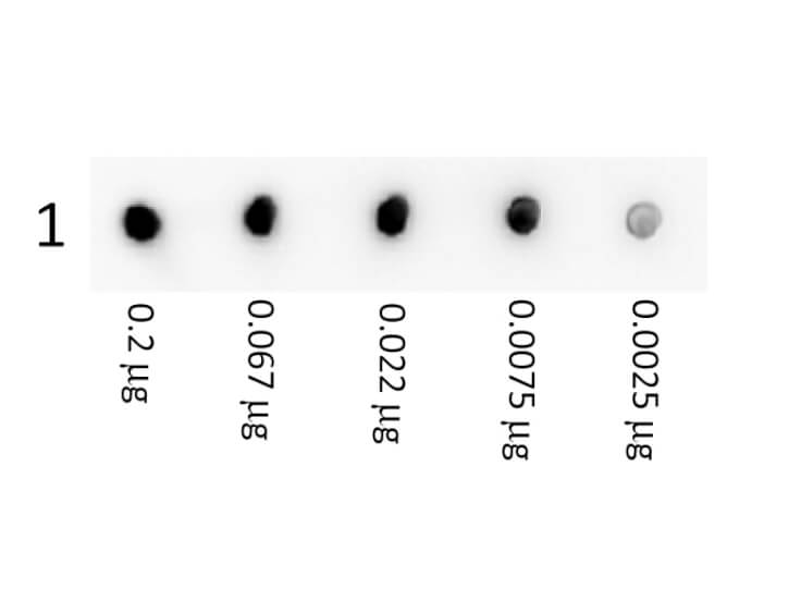 Rabbit Anti Streptavidin Antibody – Dot Blot