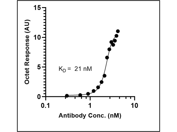 Fitting of Kinetic Data of Anti-SARS CoV Nucleocapsid