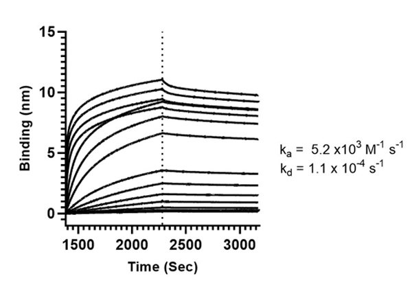 Binding mode and kinetic analysis of Anti-SARS-CoV Nucleocapsid