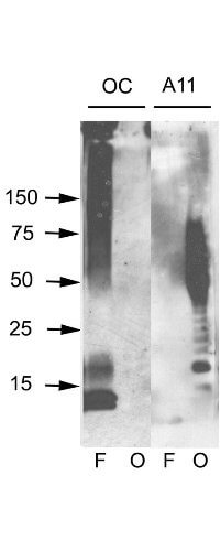 Amyloid Oligomers Western Blot