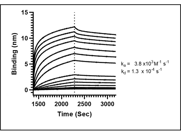 Fitting of Kinetic Data of Anti-SARS Cov-2 Nucleocapsid