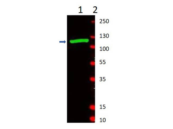 Anti-b-Gala Antibody - Western Blot