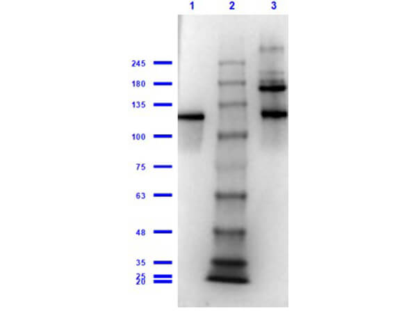 Western Blot of Anti-b-Gala Antibody