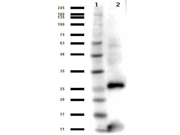 Western Blot of Anti-Streptavidin Antibody