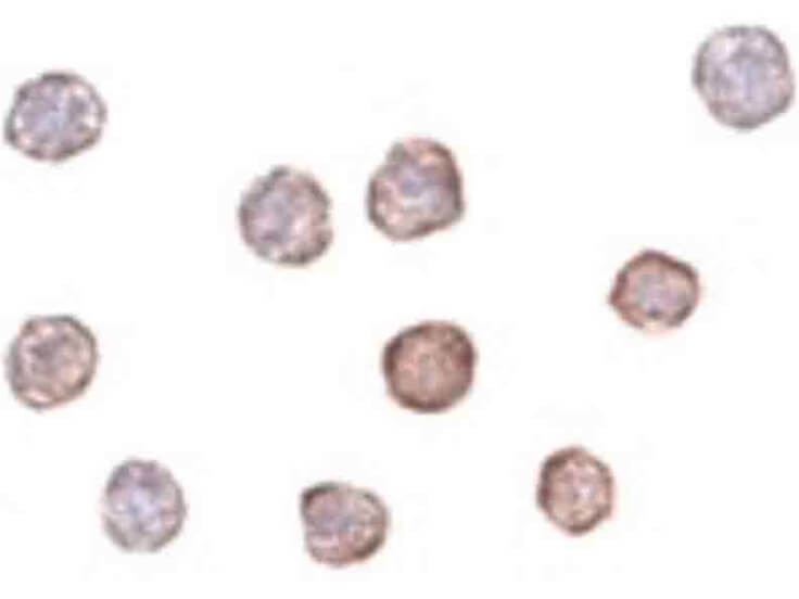 Immunocytochemistry of Beta-actin Antibody