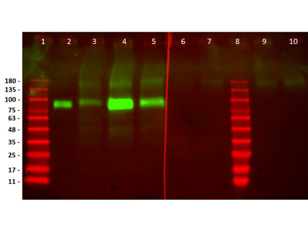 Western Blot of Humanized Recombinant Anti-human HER2 Fab fragment Antibody