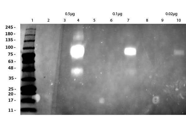 Western Blot of Humanized Recombinant Anti-human HER2 Fab fragment Antibody