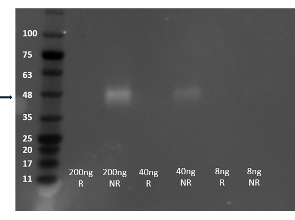 Western Blot using Recombinant VEGF receptor