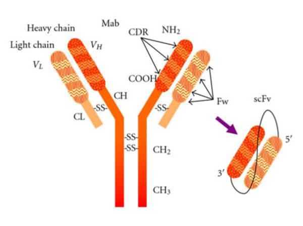 Comparison of IgG and scFv