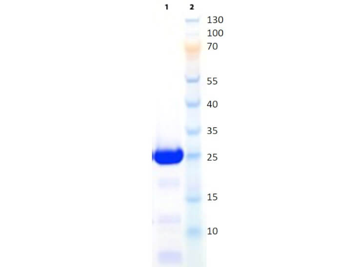 SDS-PAGE of scFv fragment Anti-CD45 Antibody