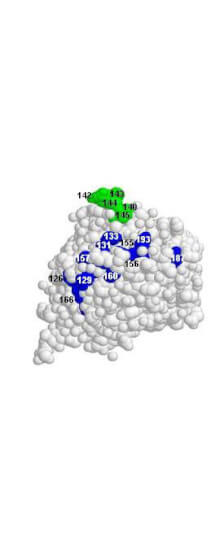 Rockland anti H5N1 antibody