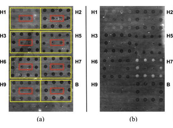 Dot Blot using Goat Anti-Fluorescein