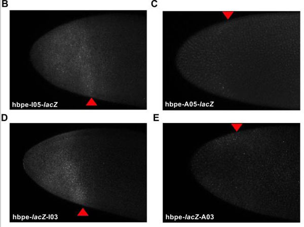 FISH using Goat Anti-FITC