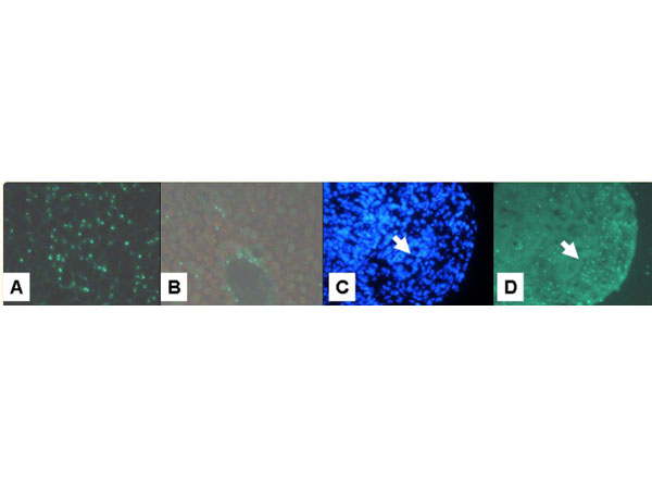 FISH using Goat Anti-FITC