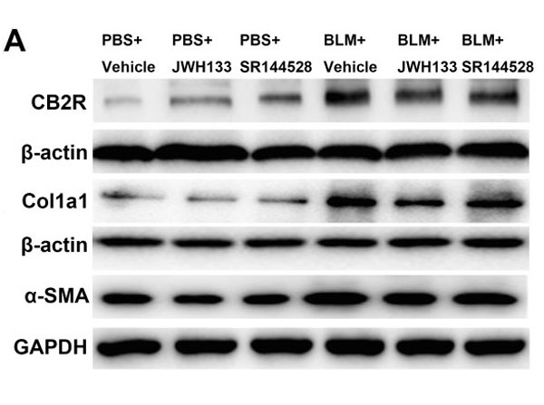 Western Blot using Goat Anti-FITC