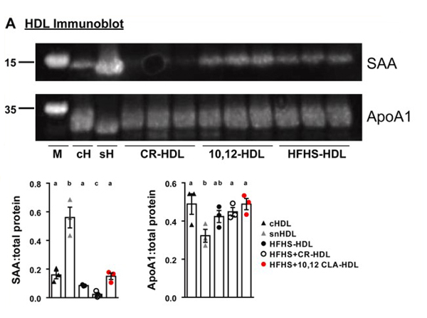 Western Blot of Anti-Apolipoprotein AI