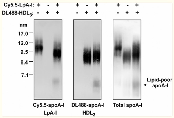 Western Blot of Anti-Apolipoprotein AI