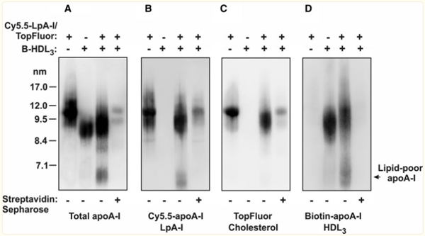 Western Blot of Anti-Apolipoprotein AI