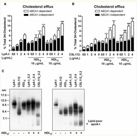 Western Blot of Anti-Apolipoprotein AI