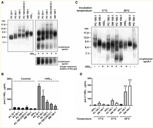 Western Blot of Anti-Apolipoprotein AI