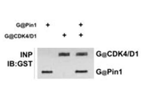 Immunoprecipitation - GST antibody