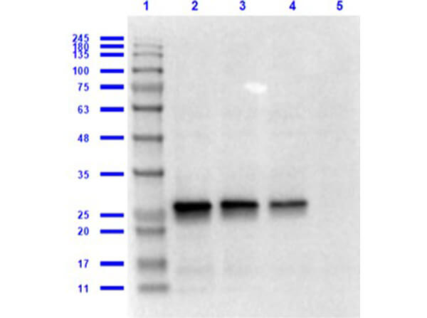 Western Blot of Goat Anti-GST Antibody