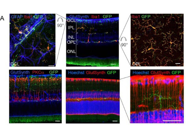 Immunofluorescence of Anti-GFP Antibody