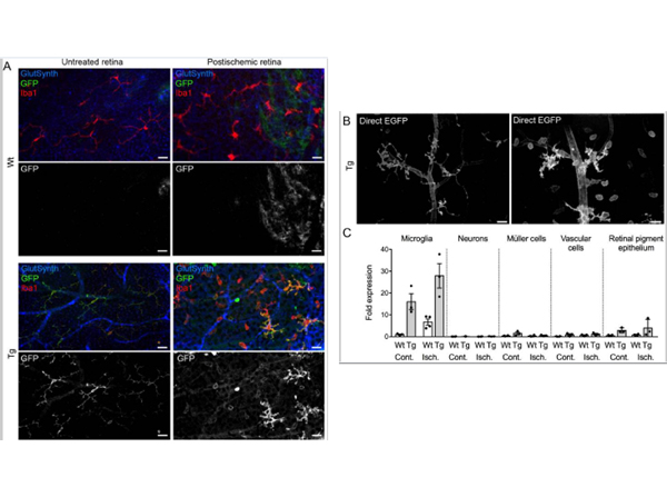 Immunofluorescence of Anti-GFP Antibody