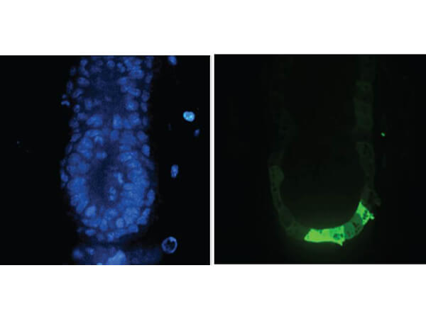 Immunofluorescence - Anti-GFP Antibody