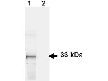 Western Blot - Anti-GFP Antibody