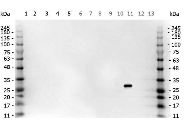 Multi-lysate Western Blot of Goat anti-GFP antibody