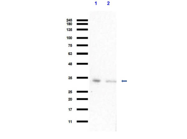 Western Blot of Anti-VDAC Antibody
