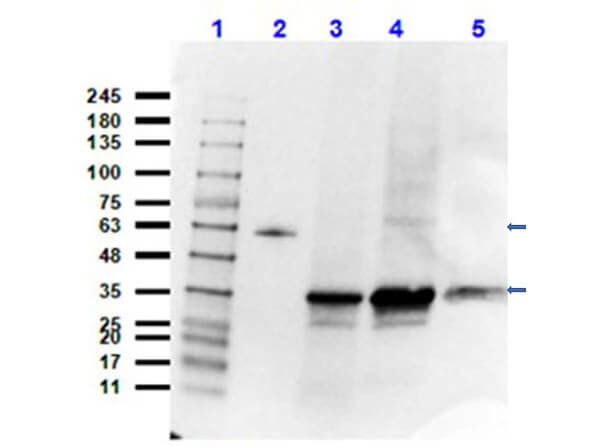 Western Blot of Goat Anti-VDAC Antibody