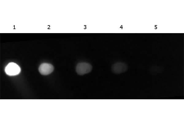 Gt-a-GFP Fluorescein Conjugated