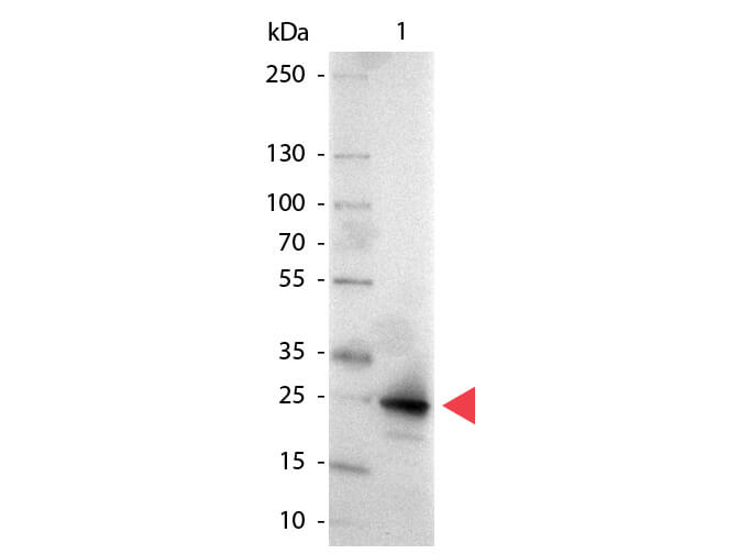 GFP Antibody Alkaline Phosphatase Conjugated