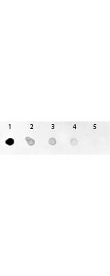 GFP Antibody Alkaline Phosphatase Conjugated - Dot Blot