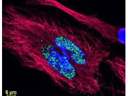 Anti-Histone and Anti-Tubulin Antibodies - Immunofluorescence Microscopy