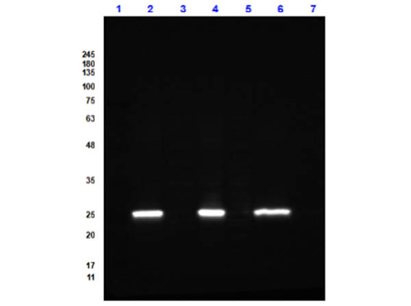 GFP Antibody Dylight™ 488 Conjugated